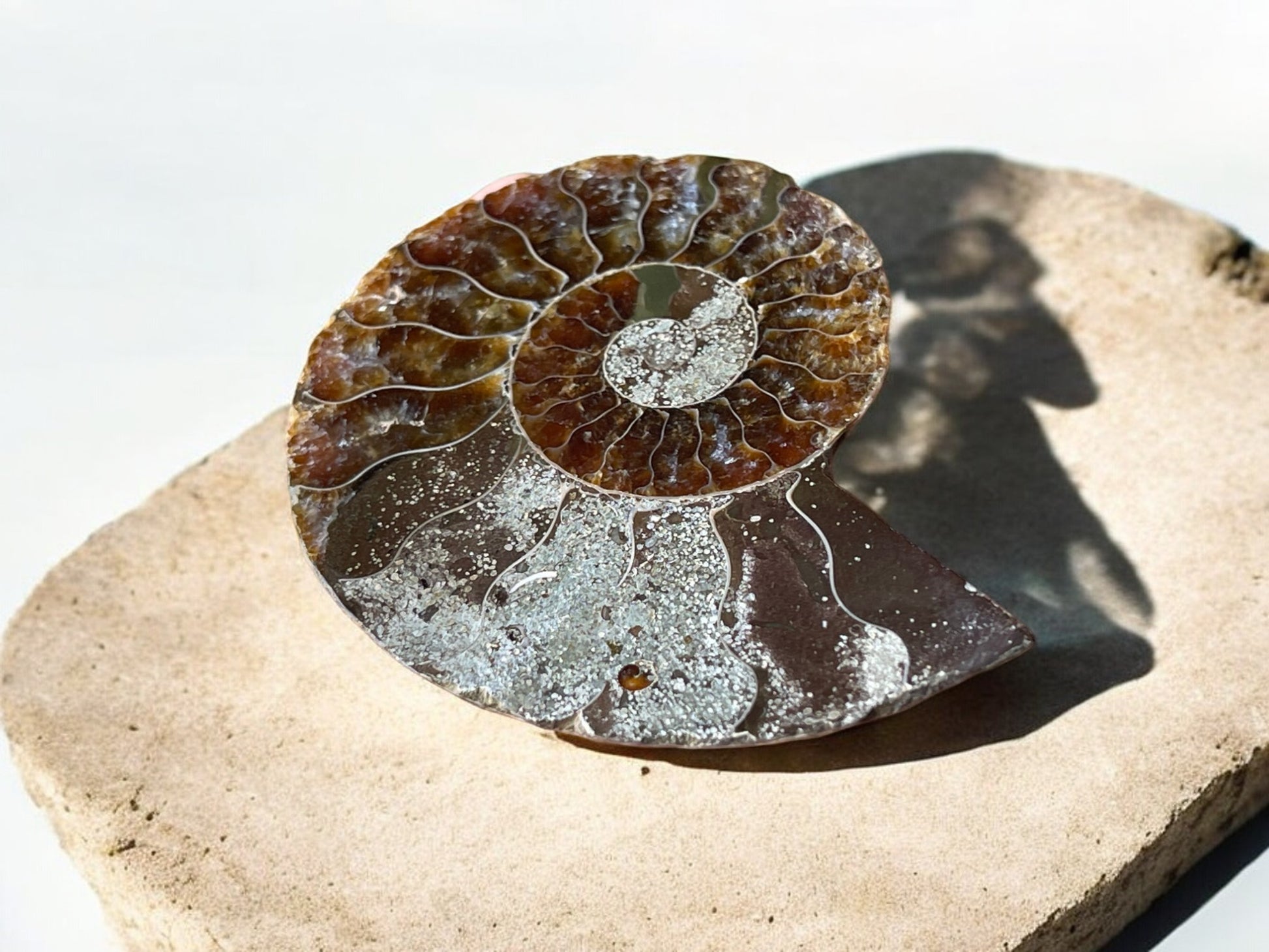 Ammolite fossil pair other side