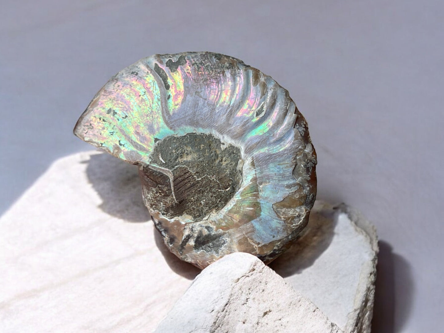 Ammolite fossil pair with iridescence